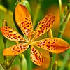 Iris domestica (syn. Belamcanda chinensis), Iris tigré, fleur léopard