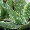 Aloe maculata, saponaria