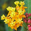Asclepias curassavica, fleurs jaunes
