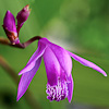 Bletilla striata