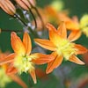 bulbine frutescens 'hallmark'