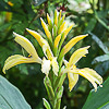 Cautleya gracilis (syn. lutea)