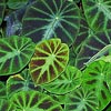 Colocasia affinis jeningsii