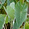 Colocasia esculenta, Taro