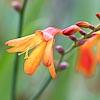 Crocosmia x crocosmiflora, Montbr&eacute;tia