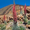 Echium wildpretii, vip&eacute;rine de Tenerife