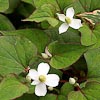 Houttuynia cordata