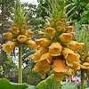 Digitalis (anc. Isoplexis ) sceptrum, grande digitale de Madère