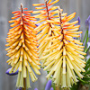 Kniphofia 'Aurore'