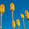 Kniphofia 'Wrexham Buttercup'