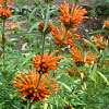 Leonotis leonurus, queue de lion, Wild Dagga