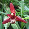 Maxillaria tenuifolia, Orchidée coco
