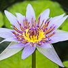 Nymphaea colorata