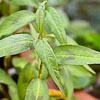 Persicaria odorata, syn. Polygonum odoratum, coriandre viêtnamienne, Rau Ram