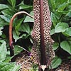Sauromatum venosum