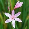 Schizostylis coccinea rose, lis des cafres