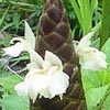 Zingiber cassumunar (syn Zingiber montanum)